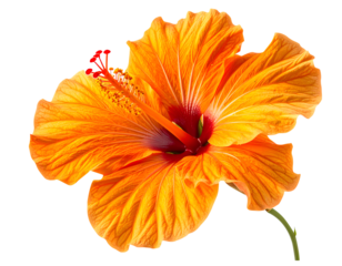 Orange hibiscus flower head cutout in side view showing petal layers and stamen structure, tropical floral subject for branding and design projects.