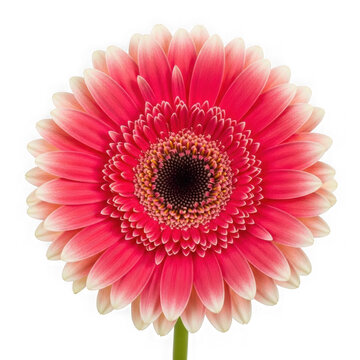 Pink gerbera daisy isolated on transparent background
