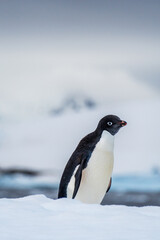 Obraz premium Close-up of an Adelie Penguin - Pygoscelis adeliae- standing on an iceberg, near the fish islands, on the Antarctic Peninsula