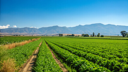 Fototapeta premium Vast green fields and distant mountains under a clear blue sky during the day