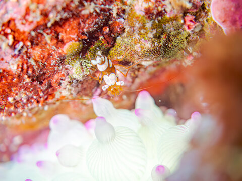 イソギンチャクモエビ, Sexy Shrimp, Squat Shrimp, Thor amboinensis, モエビ科,
サンゴイソギンチャク, Sea Anemone, Entacmaea actinostoloides, ウメボシイソギンチャク科,
他。
ヒリゾ浜南伊豆町中木
静岡県伊豆半島-2025
日本有数のシュノーケリングスポット。
夏の数カ月間だけ渡し船で行ける。
水質透明度魚影が
