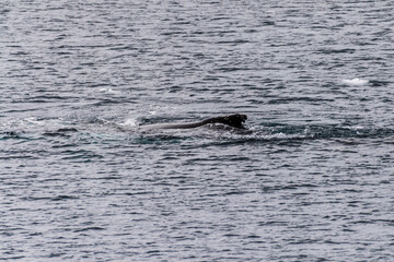 Fototapeta premium Close-up of the back of a diving humpback whale -Megaptera novaeangliae- including the dorsal fin and blow hole. Image taken inear the entrance of the Lemaire channel, in the Antarctic peninsula.