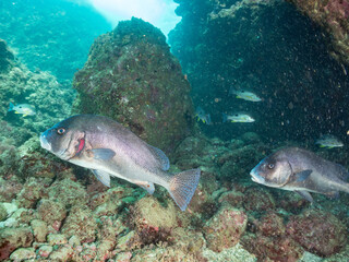 Fototapeta premium コショウダイ, Crescent sweetlips, Plectorhinchus cinctus, イサキ科, ニザダイ, Sawtail, Prionurus scalprum, ニザダイ科, 他。 ヒリゾ浜南伊豆町中木 静岡県伊豆半島-2025 日本有数のシュノーケリングスポット。 夏の数カ月間だけ渡し船で行ける。 水質透明度魚影が素晴らしい。 