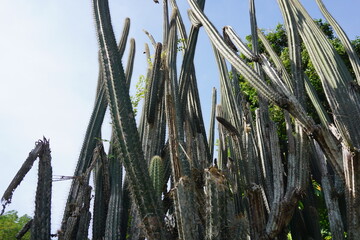 枯れたサボテン