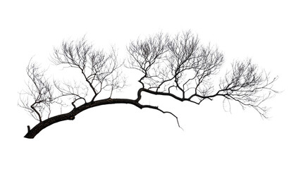 Obraz premium A silhouette of a dead tree with old branches is isolated on a white background to create a natural winter forest plant vector