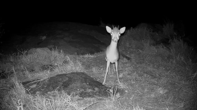 Night shot of suspicious Kirk's dik-dik (Madoqua kirkii) in Serengeti National Park, Tanzania.