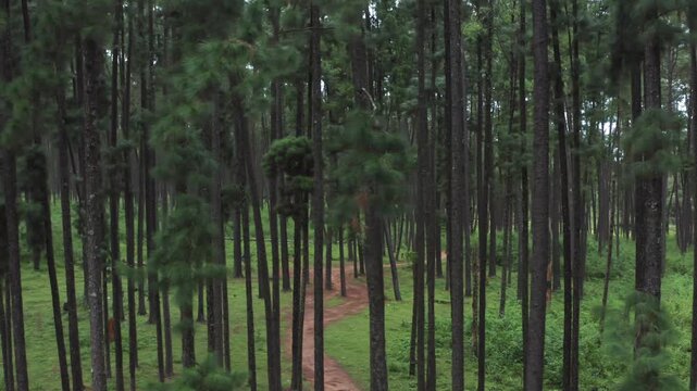 Top-down aerial of red dirt trail snaking through tall dense pine forest with green undergrowth on Daringbadi hill station slopes Kashmir of Odisha.