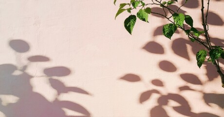 Pink wall displays leaf shadows. Sunlight creates soft patterns, highlighting texture. Minimalist composition, natural light.