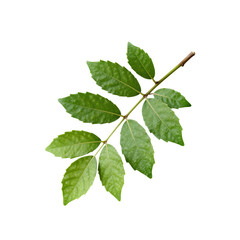 Fototapeta premium Green leafy branch with serrated edges isolated