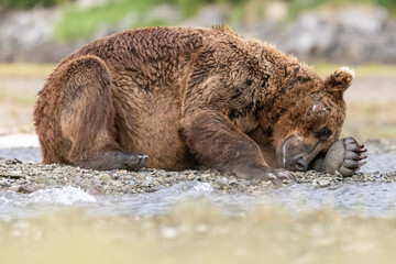 Fototapeta premium A wild coastal brown bear fishes for salmon in a stream in the backcountry of Katmai National Park in Alaska.