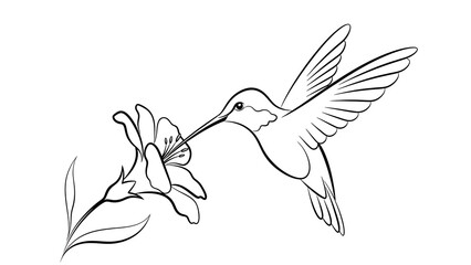 Hummingbird feeding on flower outline isolated on a transparent background