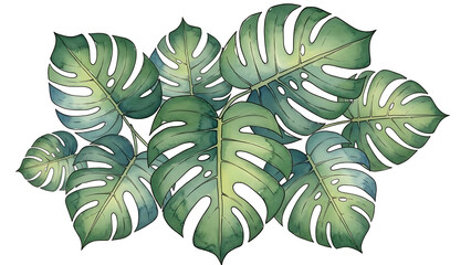 Watercolor Monstera Leaves isolated on a transparent background