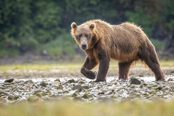Obraz premium A wild coastal brown bear fishes for salmon in a stream in the backcountry of Katmai National Park in Alaska.