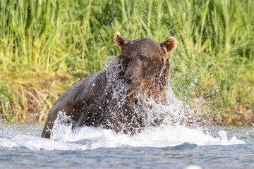 Fototapeta premium A wild coastal brown bear fishes for salmon in a stream in the backcountry of Katmai National Park in Alaska.