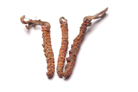 Ophiocordyceps sinensis (Keeda Jadi) medicinal caterpillar fungus isolated on a white background
