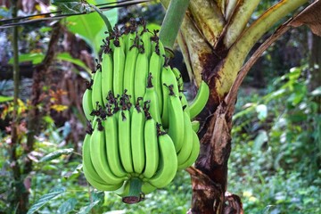 ベトナム　野生のバナナ