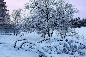 Winterlandscape,snowy trees  in the Lueneburg Heath,Lower Saxony,Germany,Europe