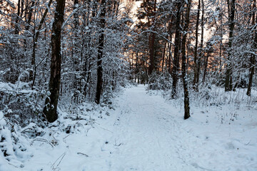 Fototapeta premium Winterlandscape,snowy trees in the Lueneburg Heath,Lower Saxony,Germany,Europe