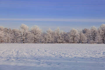Winterlandscape,snowy trees  in the Lueneburg Heath,Lower Saxony,Germany,Europe