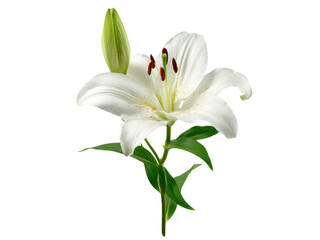 Obraz premium Elegant white lily with green bud and leaves on black background flower bloom, Isolated, Png Transparent Background