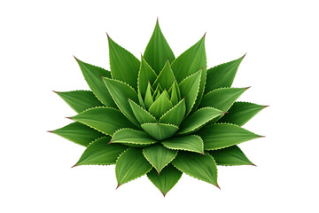 Fototapeta premium Aloe vera plant with its distinct green succulent leaves in a beautiful rosette pattern, isolated on a transparent background