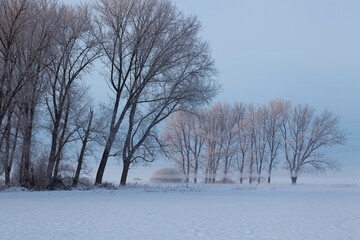 Winterlandscape,snowy trees  in the Lueneburg Heath,Lower Saxony,Germany,Europe