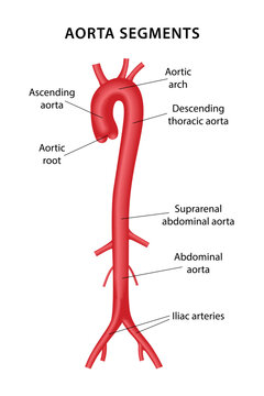 Segments of the aorta. The human circulatory system. Medical illustration of the main segments of the aorta. Vector illustration in flat style on a white background.