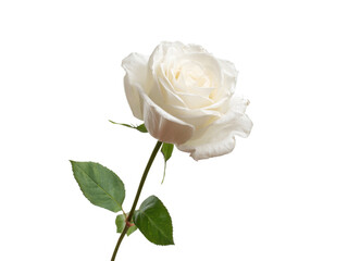 Elegant white rose bloom with green leaves against black flower petal, Isolated, Png Transparent Background