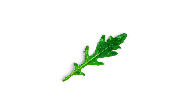 Arugula on white background. High quality photo