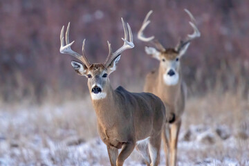 Fototapeta premium Wild mule deer grazing in a state park in Colorado.
