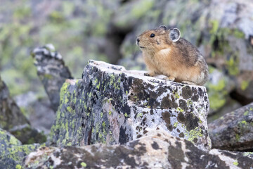 A wild American pika gathering haypiles in the Rocky Mountains of Colorado.