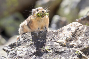 A wild American pika gathering haypiles in the Rocky Mountains of Colorado.