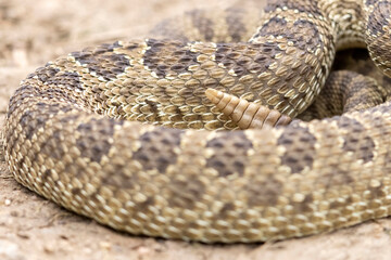 Obraz premium A wild prairie rattlesnake on a trail near the east slope of Colorado.