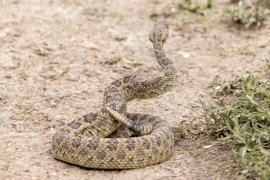 A wild prairie rattlesnake on a trail near the east slope of Colorado.