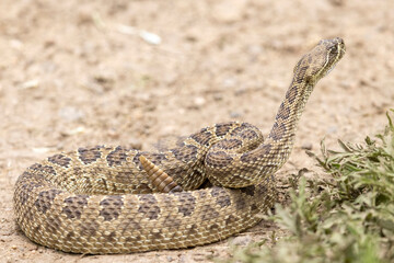 Naklejka premium A wild prairie rattlesnake on a trail near the east slope of Colorado.