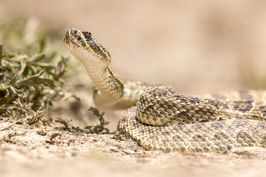A wild prairie rattlesnake on a trail near the east slope of Colorado.