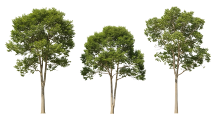 Isolated Green Trees Collection On Black For Digital Design