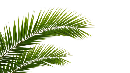 Obraz premium Tropical Palm Fronds With Glowing Edges On Black Background