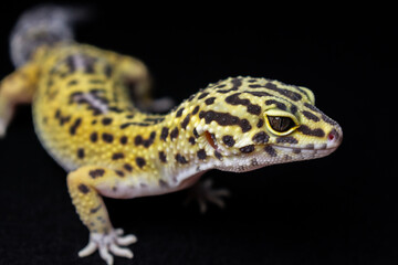 Close up leopard gecko on black background