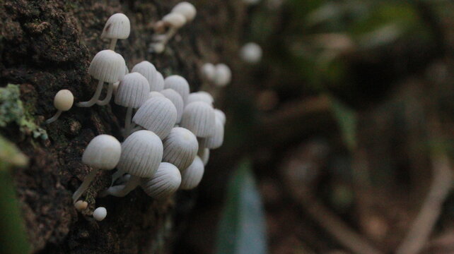 Hongos