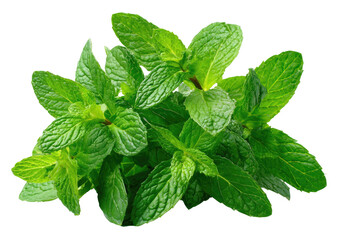 Fresh, vibrant mint leaves in a lush bundle, showing various green shades