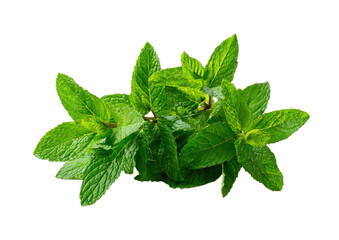 Vibrant bunch of fresh, bright green mint leaves against a stark black background