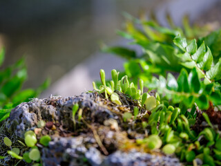 Close-up photo of young green leaves of Lemmaphyllum microphyllum growing