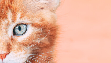 Small Kitten Face Copy Space Background In Calming Coral Color. Young Red Ginger Maine Coon. Maine...