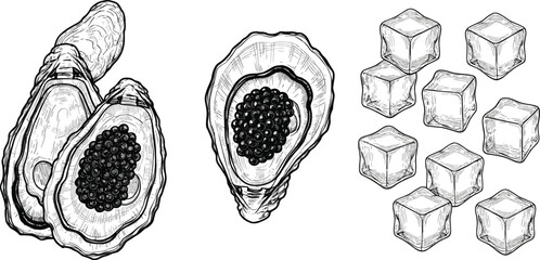 Oyster shell with black caviar and ice cubes vector illustration hand drawn seafood luxury food sketch isolated © MdAbdul