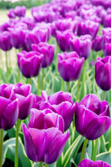 Fototapeta premium Close-up of vibrant tulips blooming in a spring garden field