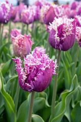 Obraz premium Close-up of vibrant tulips blooming in a spring garden field