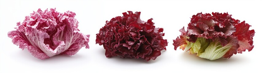 Fresh and Vibrant Variety of Lettuce Heads on a White Background for Healthy Eating and Cooking Concepts