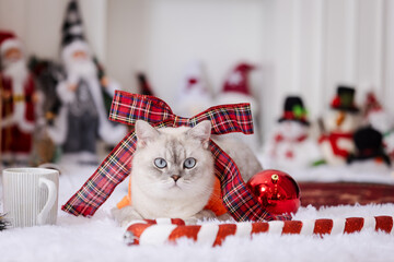 Cute Cat with Christmas Bow and Decorations at Home