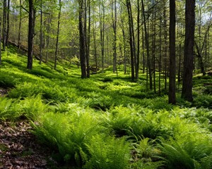 Obraz premium Lush green fern understory in early spring sunlight